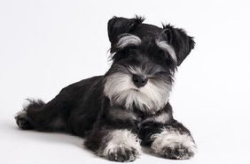 雪纳瑞犬,勇敢忠诚的德国梗类犬种